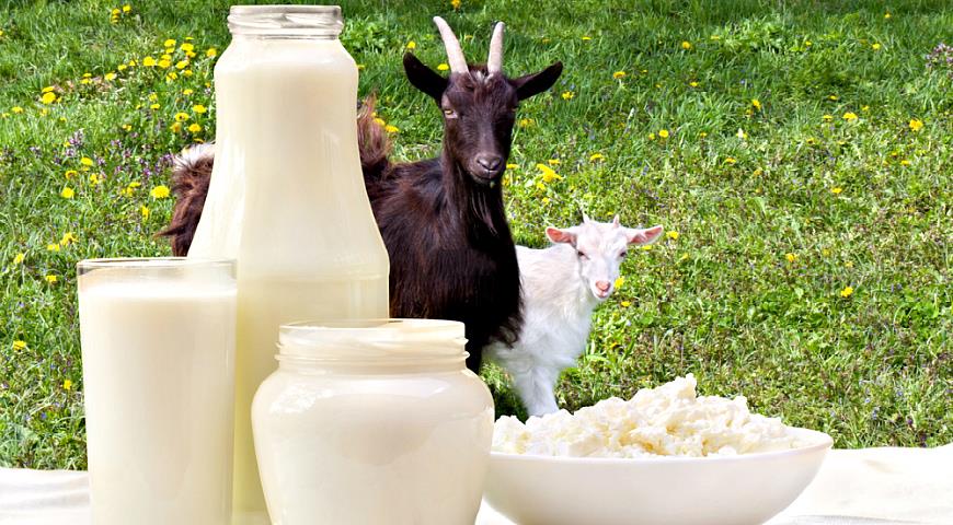 Нормы и рацион кормления коз в домашних условиях