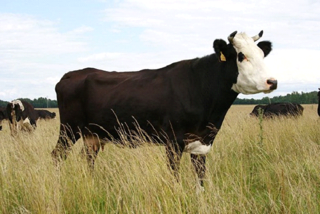 Брангус порода коров описание характеристики особенности содержания и разведения отзывы - все что нужно знать