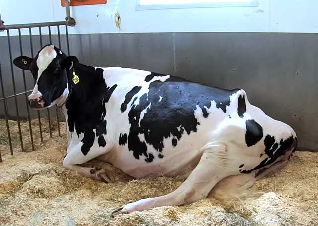 Голштинская порода коров и быков: характеристика, цена, фото, отзывы