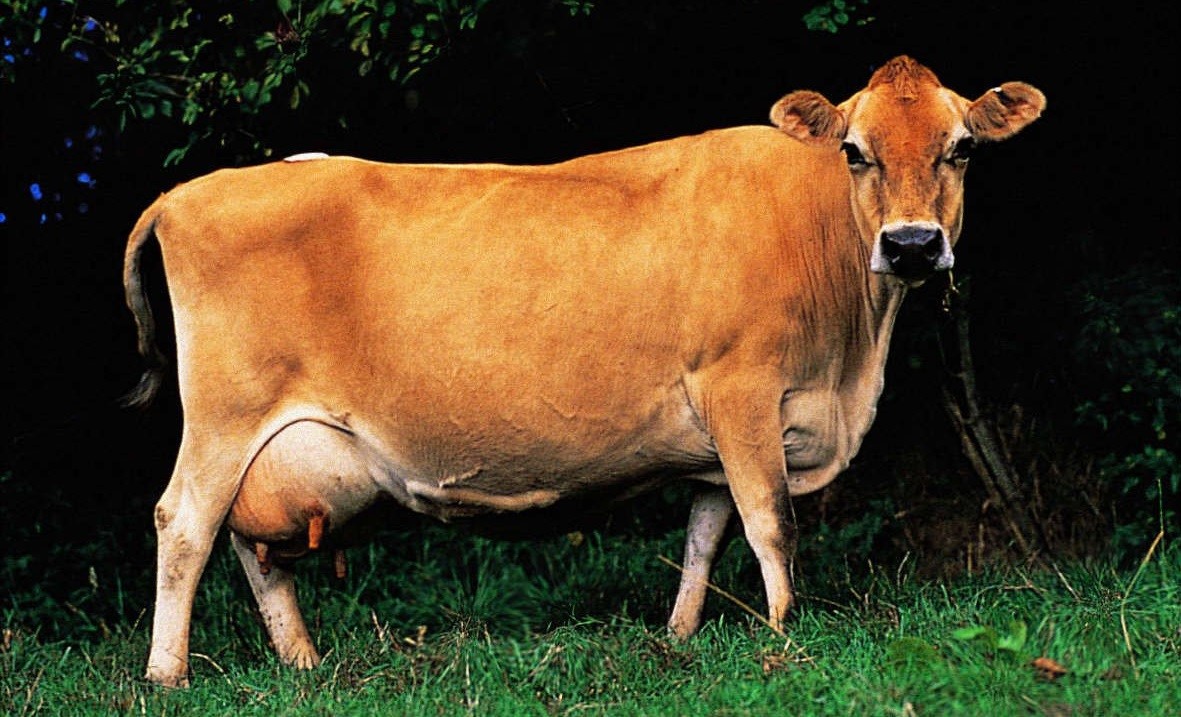 Гернзейская порода коров: описание, характеристики, содержание и разведения, отзывы