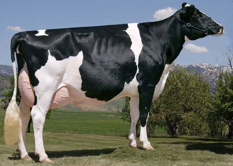 Голштинская порода коров и быков: характеристика, цена, фото, отзывы