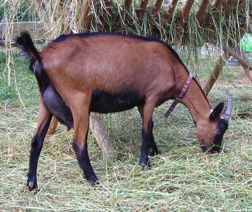 Характеристики породы Чешская коза