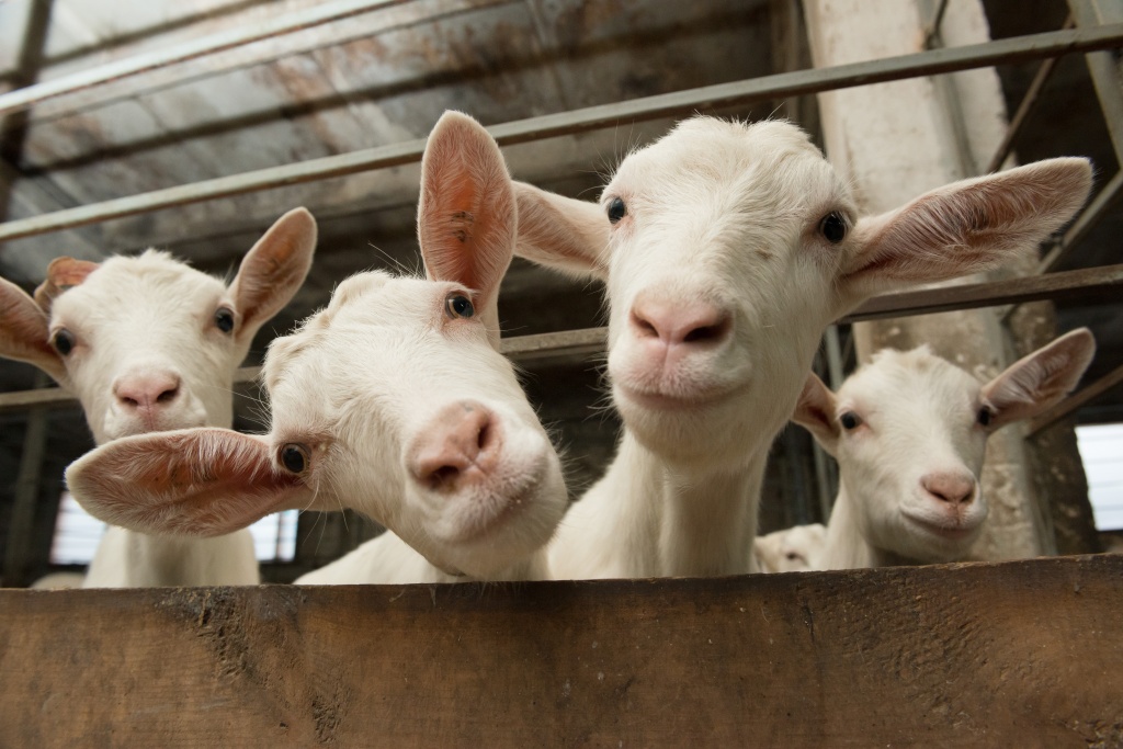Скільки молока дає коза на рік?