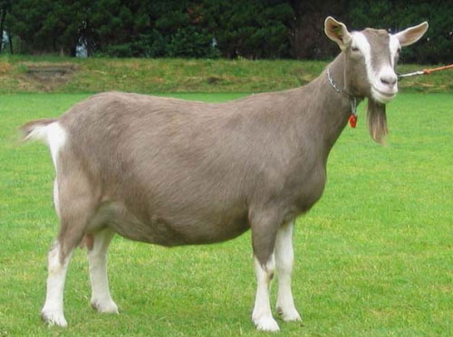 Лучшие молочные породы дойных коз: цена, фото, описание