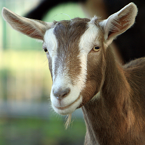 Лучшие молочные породы дойных коз: цена, фото, описание