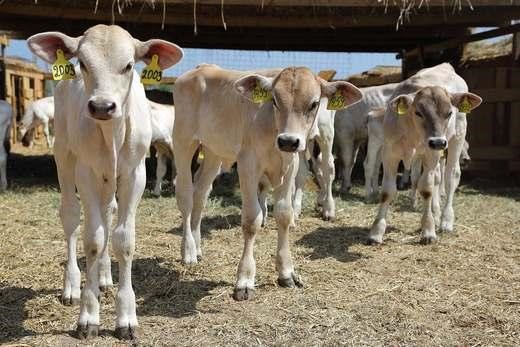 Породы коров с фото и описанием – ТОП-10 самых лучших мясных и молочных 🐮