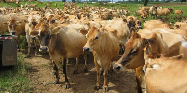 Джерсейська порода корів: огляд, характеристики, фото, відео