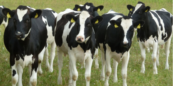 Холмогорська порода корів: опис, фото, характеристики, відгуки