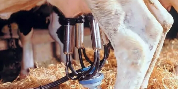 Як  правильно доїти корову доїльним апаратом: поради новачкам 