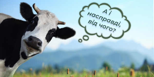 Від чого залежить молочна продуктивність корови