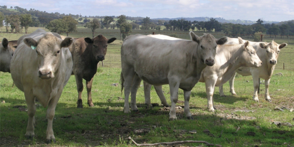 Костромская порода коров – характеристики, фото, видео, отзывы