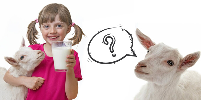 Скільки молока дає коза за добу ?