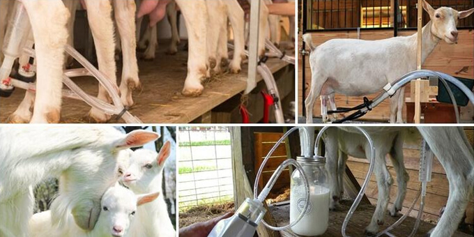  ТОП-5 кращих доїльних апаратів для кіз 
