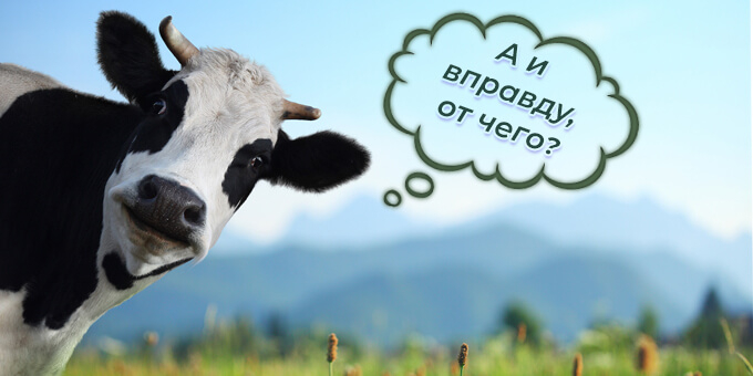 От чего зависит молочная продуктивность коровы
