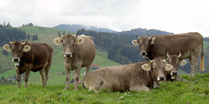 Швіцька порода корів: опис, характеристики